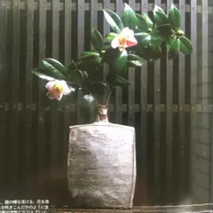 2026年最新】白洲正子 骨董の人気アイテム - メルカリ