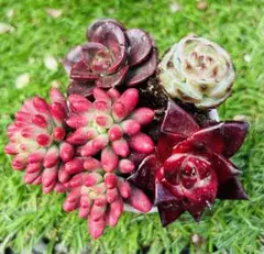 rk様 ご専用　值引100円　おまけ付き　リクエスト 4点 まとめ商品