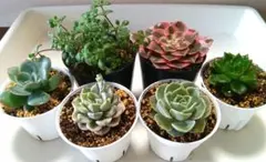 多肉植物　ティンカーベル錦　アンスノー　モーニングデューなど6個セット　抜き苗のサムネイル
