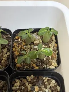 【ゆず様専用】