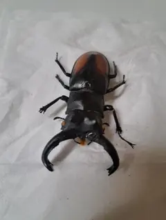 値下げ！奄美大島産スジブトヒラタクワガタ52mm標本 - メルカリ