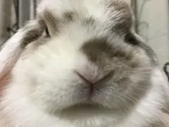 2026年最新】diesel elsharの人気アイテム - メルカリ