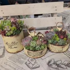 くすみカラーブリキポット3点*そのまま飾れる多肉植物の寄せ植え F