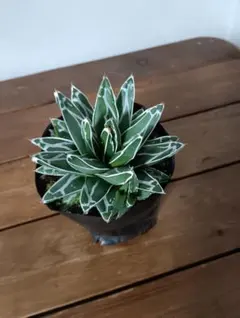 アガベ 姫笹の雪 白外斑入り 極上株 濃白頭 - メルカリ