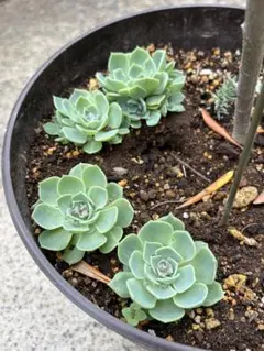 多肉植物七福神 抜き苗セット 8個 速達付き！ - メルカリ