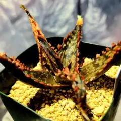 548 パイプバンド多肉植物 ハオルチア アロエ - メルカリ