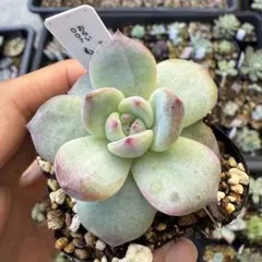 多肉植物　エケベリア　ももりん　おらいさん苗　ミックスベリア