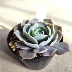 2025年最新】シャビアナ多肉の人気アイテム - メルカリ