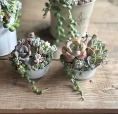 多肉植物寄せ植え❤︎そのまま飾れる小さなブリキポット❤︎２個セット