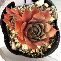 多肉植物 センペルビウム レッドルビン No.183【赤】 - メルカリ