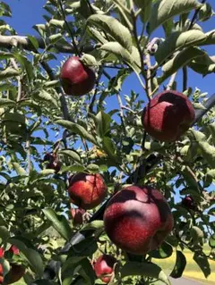 あっこ様専用ページ