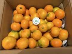 ハウスみかん 小玉のサムネイル