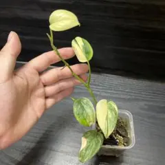 ももい様 リクエスト 2点 まとめ商品