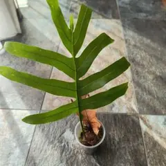 ドリナリア クエルシフォリアのサムネイル