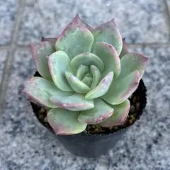 多肉植物 プリドニス 抜き苗 - メルカリ