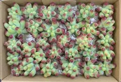 f*n様 多肉植物　カット苗　乙女心