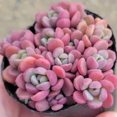 2026年最新】ぼのぼのさん苗の人気アイテム - メルカリ