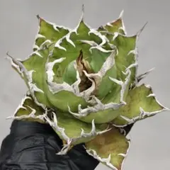 2025年最新】フィリグリー アガベの人気アイテム - メルカリ