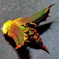 革命家　ジラーチ様 リクエスト 2点 まとめ商品