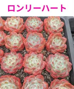 mas様 リクエスト 2点 まとめ商品