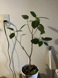 観葉植物 モンステラ フィカス　セットのサムネイル