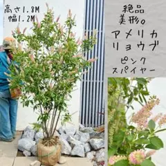 優良株。アロニアクックベリー本株立ち2.7M(鉢底から) - メルカリ