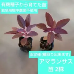 匿名発送 スーパーフード アマランサスの苗 2株 栽培期間中農薬不使用 匿名配送のサムネイル