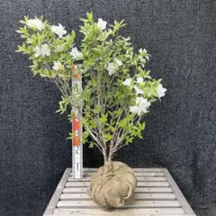 ぶーすか様 リクエスト 3点 まとめ商品