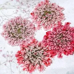 押し花素材＊レースフラワー　大サイズ17