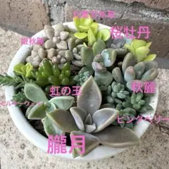 2026年最新】多肉植物 朧月の人気アイテム - メルカリ