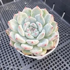 2026年最新】多肉植物ラウリンゼ×そわそわの人気アイテム - メルカリ