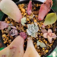 森のことり様 リクエスト 2点 まとめ商品