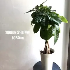 期間限定価格‼︎鉢ごと匿名配送＊編み込みパキラ大型観葉植物のサムネイル