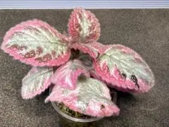 ヤマ様 リクエスト 3点 まとめ商品