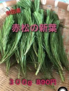 秋田県産 赤松の新葉 300gのサムネイル