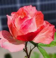 ゆぅ様 リクエスト 2点 まとめ商品