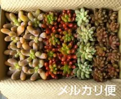 C 多肉植物セダム 多肉弁当 カット苗セット 詰め合わせ (中)