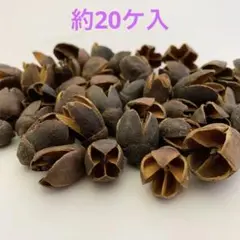 NO.547-44 バクリ(木の実／素材) 40ケ入