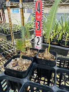 【セール】ディオーン・エデュレ / ソテツ サイカス レア 希少 新芽展開中 セール】ディオーン・エデュレ / ソテツ サイカス レア 希少