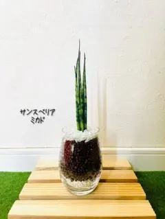 2026年最新】サンスベリアの人気アイテム - メルカリ