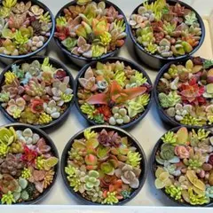 【このまま飾れる】多肉植物セダム　ミニ寄せ植えセット【育成説明書付き】