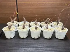 2026年最新】ブルビネ ブルインシーの人気アイテム - メルカリ