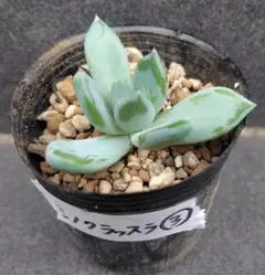 シノクラッスラ③　抜き苗　多肉植物　インディカ？
