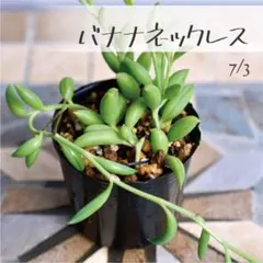 バナナネックレス 20カット苗 サイズ不揃い 挿し木用 多肉植物 - メルカリ