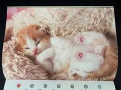 猫専門カメラマン作品カレンダー2026のサムネイル