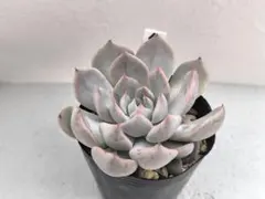 多肉植物 霜飾り おらいさん 抜き苗 - メルカリ