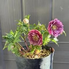 ♡大充実株♡ DDピンクリバーシカップ咲き多花 ♡大充実株♡ DDピンクリバーシカップ咲き多花 - メルカリ