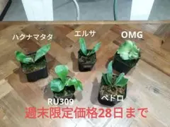 2025年最新】ビカクシダ ハクナマタタの人気アイテム - メルカリ
