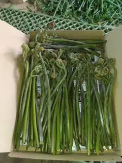わらび700g