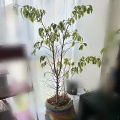 直接受け取りのみ★ベンジャミンのサムネイル